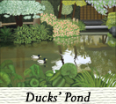 Ducks' Pond